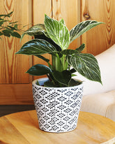 Philodendron plant